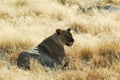 Lions in the savannah, Etosha National Park, Namibia Royalty Free Stock Photo