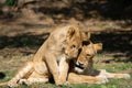 Lions scratching their skins with one another in the field