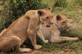 Lions, Serengeti, Africa Royalty Free Stock Photo