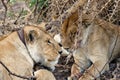 Lions, Serengeti Royalty Free Stock Photo