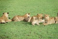 Lions sit in a field tanzania africa