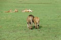 Lions sit on the grass in a tanzania field