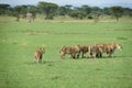 Lions sit on short grass in a field