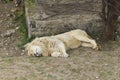 Lions sleep on a grass Royalty Free Stock Photo