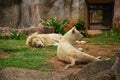 Lions sleep, male and female.