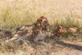 Lions sleeping in the grass Royalty Free Stock Photo