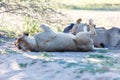 Lions sleeping in the shade of a tree in the Kgalagadi Park