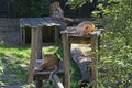 Lions sleeping