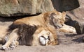 Lions sleeping in the zoo of Amsterdam