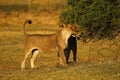 Lions smelling and marking their territory