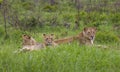 Lions / South Africa.