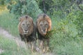 Lions South African Safari