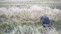 Lions stalking an african buffalo at masai mara in kenya Royalty Free Stock Photo