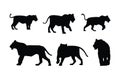 Lions standing and walking in different positions silhouette set vector. Carnivore animals like big cats and lions silhouette on a