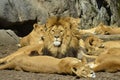 Lions is sunbathing