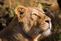 Lions sunbathing in the zoo Royalty Free Stock Photo