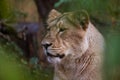 Lions sunbathing in the zoo Royalty Free Stock Photo