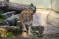 Lions sunbathing in the zoo Royalty Free Stock Photo