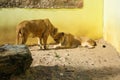 Lions sunbathing in the zoo Royalty Free Stock Photo