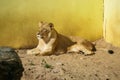 Lions sunbathing in the zoo Royalty Free Stock Photo