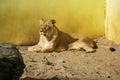 Lions sunbathing in the zoo Royalty Free Stock Photo