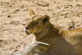 Lions sunbathing in the zoo Royalty Free Stock Photo