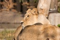 Lions sunbathing in the zoo Royalty Free Stock Photo