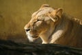 Lions sunbathing in the zoo Royalty Free Stock Photo