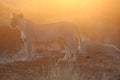 Lions at sunset Royalty Free Stock Photo