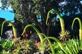 Lions Tail Agave Attenuata