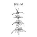 Lions tail or wild dagga Leonotis leonurus , medicinal and ornamental plant