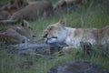 Lions taking afternoon nap