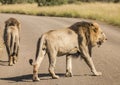 Lions walking along the road Royalty Free Stock Photo