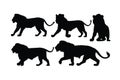 Lions walking in different positions, silhouette set vector. Adult lion silhouette collection on a white background. Wild
