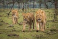 Lions Walking Royalty Free Stock Photo