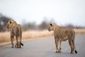 Lions walking on the road with a blurred background Royalty Free Stock Photo