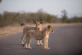 Lions walking on the road with a blurred background Royalty Free Stock Photo
