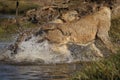 Lions in water