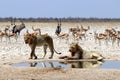 Lions at the water hole - Namibia etosha pan africa Royalty Free Stock Photo