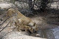 Lions at the Waterhole