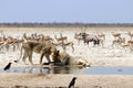 Lions at the waterhole - Namibia Africa