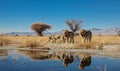 Lions in the watering hole in the Etosha National Park of Namibia Royalty Free Stock Photo