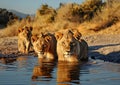 Lions in the watering hole in the Etosha National Park of Namibia Royalty Free Stock Photo