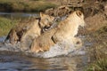 Lions in Zambia Royalty Free Stock Photo
