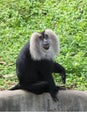 Liontailed Macaque Royalty Free Stock Photo