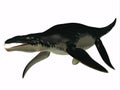 Liopleurodon Side Profile