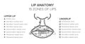 Lip anatomy. 15 zones of lips. Lip injections