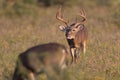 Lip Curl During Rut