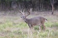 Lip curl during the rut