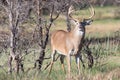 Lip curling action of whitetail buck Royalty Free Stock Photo